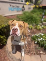 Shelter Stray Female Dog last seen Near Delta Street, San Diego, CA, 92113, 5500 Gaines St, San Diego, CA 92110, USA