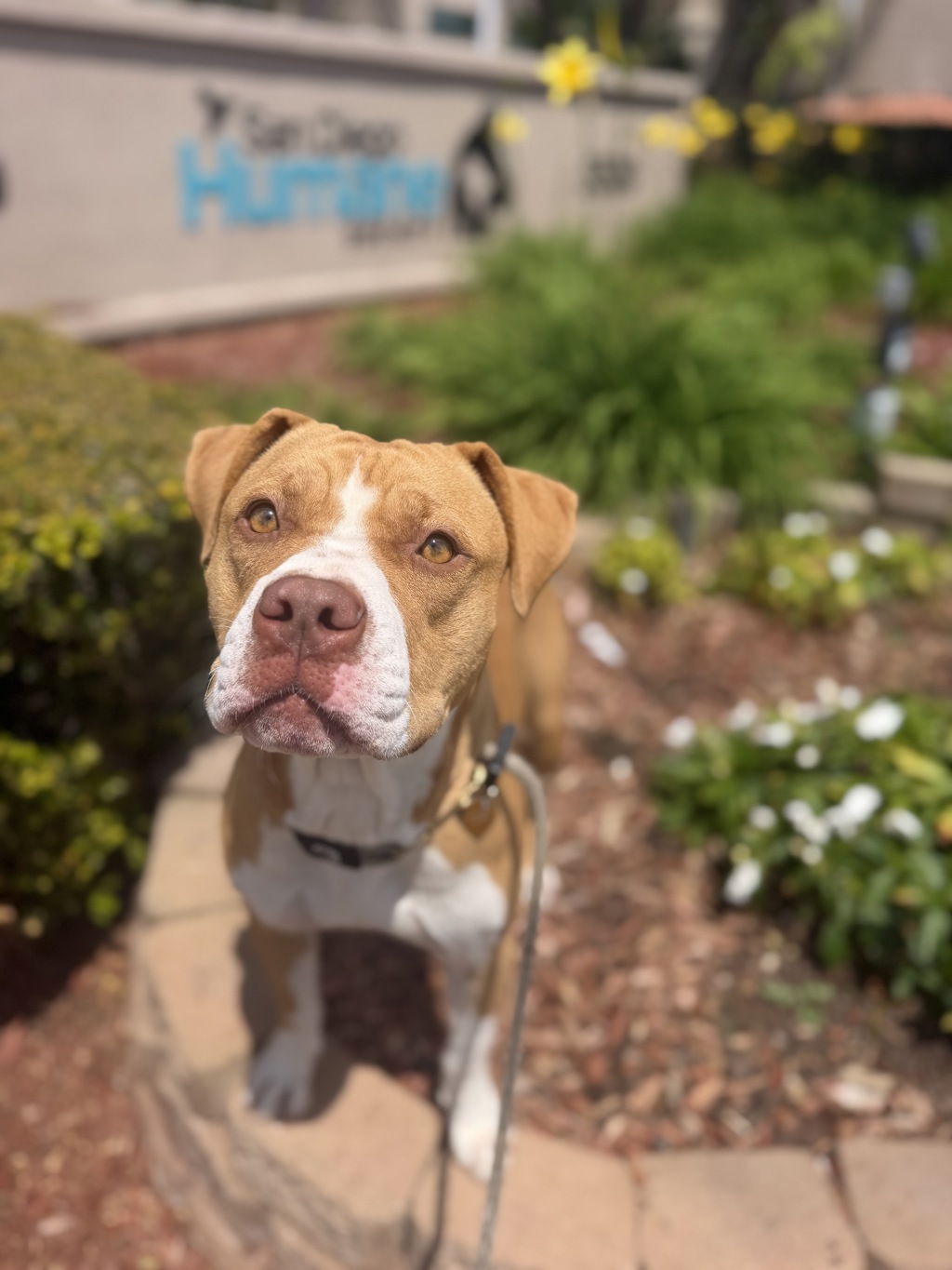 Shelter Stray Female Dog last seen Near Delta Street, San Diego, CA, 92113, 5500 Gaines St, San Diego, CA 92110, USA