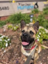 Shelter Stray Male Dog last seen Near F Street, San Diego, CA, 92101, 5500 Gaines St, San Diego, CA 92110, USA