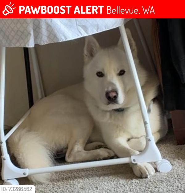 Lost Male Dog last seen Bellevue college, Bellevue, WA 98007