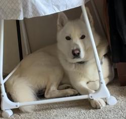 Lost Male Dog last seen Bellevue college, Bellevue, WA 98007