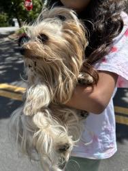 Reunited Female Dog last seen Springer and San Martin, Los Altos, CA 94022