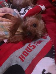 Lost Female Dog last seen Hearthstone by Cherry Park, Houston, TX 77095