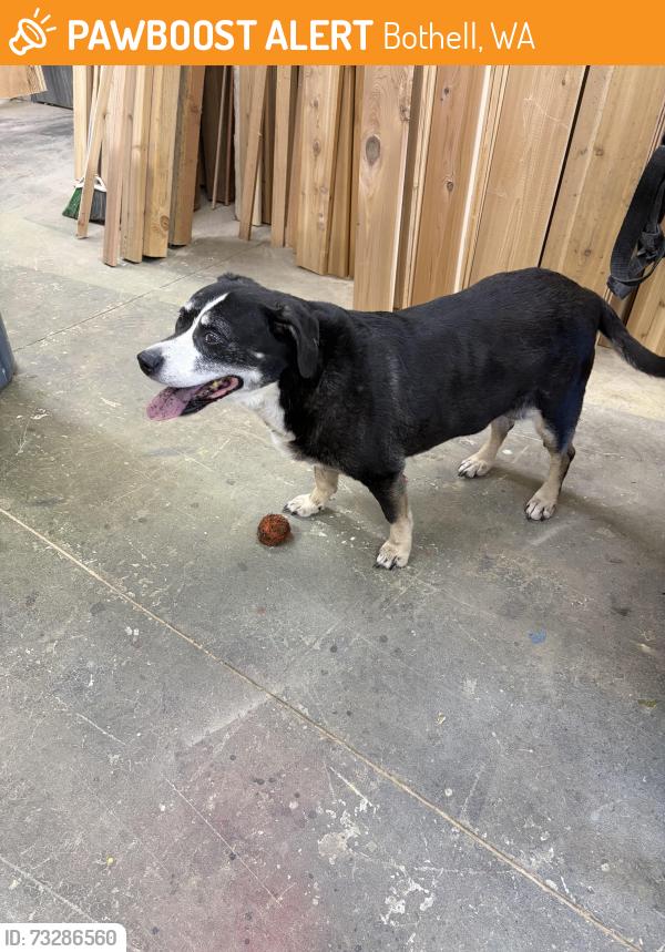 Found/Stray Unknown Dog last seen Near 173rd pl sw and North road, Bothell, WA 98012