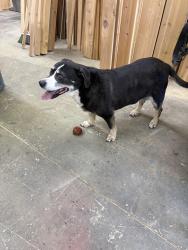 Found/Stray Unknown Dog last seen Near 173rd pl sw and North road, Bothell, WA 98012