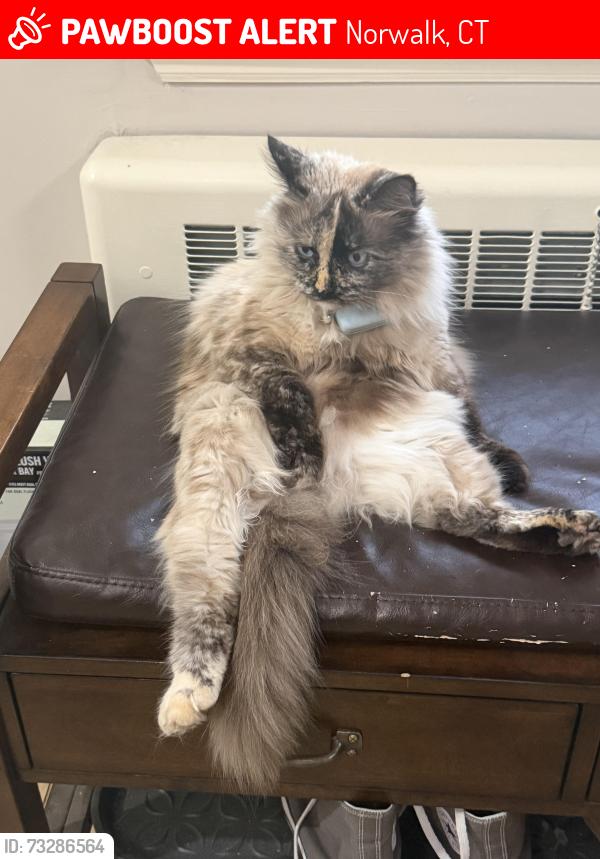 Lost Female Cat last seen Fullin rd, Norwalk, CT 06851