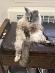 Lost Female Cat last seen Fullin rd, Norwalk, CT 06851
