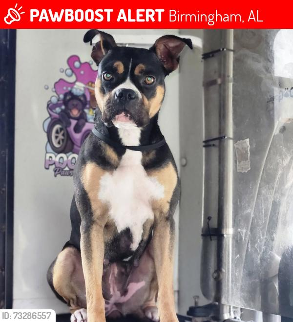 Lost Female Dog last seen 57th and Court O Near Midfield Animal hosp off Bessemer Road, Birmingham, AL 35228
