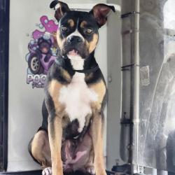 Lost Female Dog last seen 57th and Court O Near Midfield Animal hosp off Bessemer Road, Birmingham, AL 35228