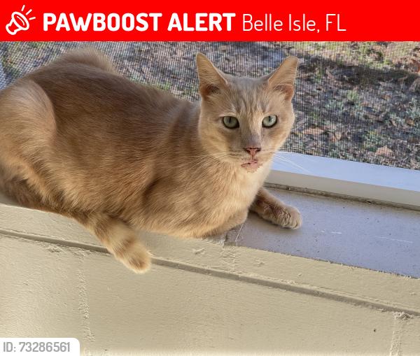 Lost Male Cat last seen Trentwood & Flowertree Roads, Belle Isle, FL 32812