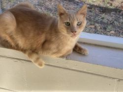 Lost Male Cat last seen Trentwood & Flowertree Roads, Belle Isle, FL 32812