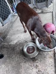 Reunited Female Dog last seen Near moonflower and Springtree, Jacksonville, FL 32210