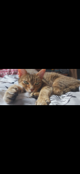 Lost Female Cat last seen Divisions street and Elliot avenue, Kingston, ON 