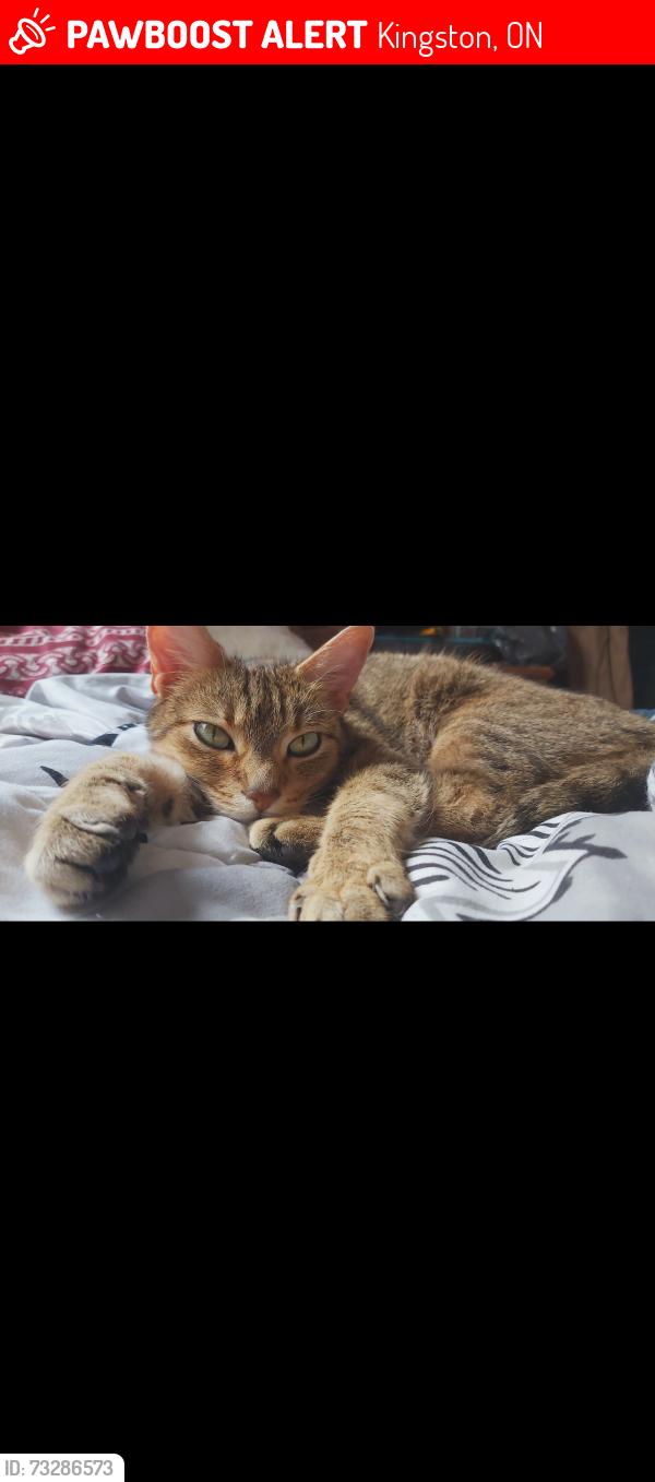 Lost Female Cat last seen Divisions street and Elliot avenue, Kingston, ON 