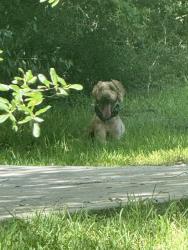 Found/Stray Male Dog last seen Avenue O near Braves Football Field, Santa Fe, TX 77510