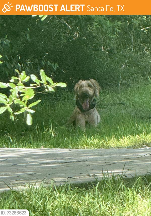 Found/Stray Male Dog last seen Avenue O near Braves Football Field, Santa Fe, TX 77510