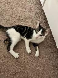 Found/Stray Male Cat last seen Birkbeck Hill, Norwood, England 