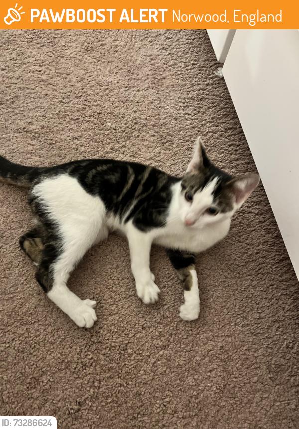 Found/Stray Male Cat last seen Birkbeck Hill, Norwood, England 