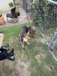 Found/Stray Male Dog last seen Larkwood Dr, Montgomery, AL 36109