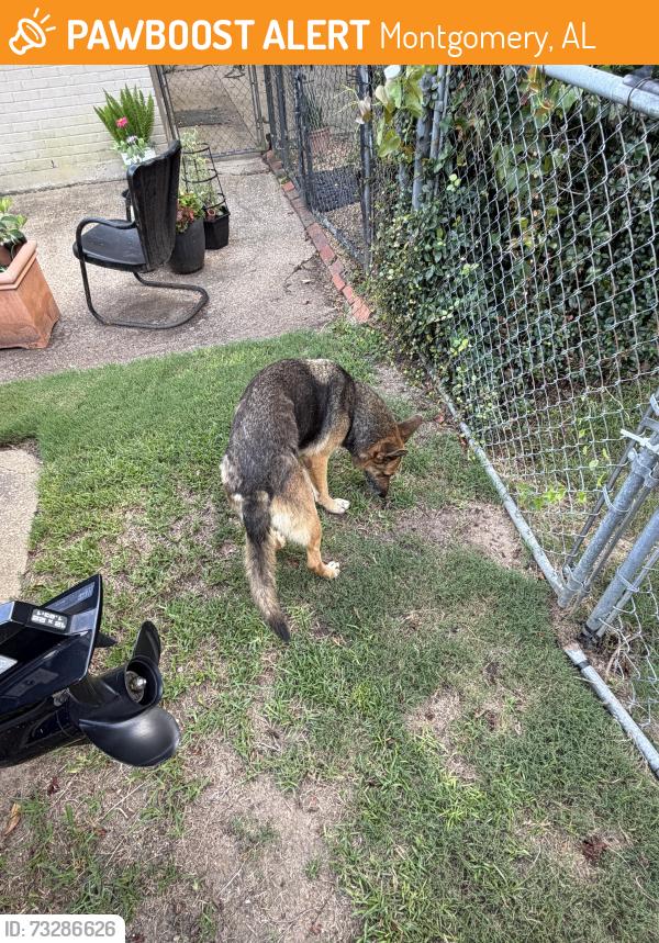 Found/Stray Male Dog last seen Larkwood Dr, Montgomery, AL 36109