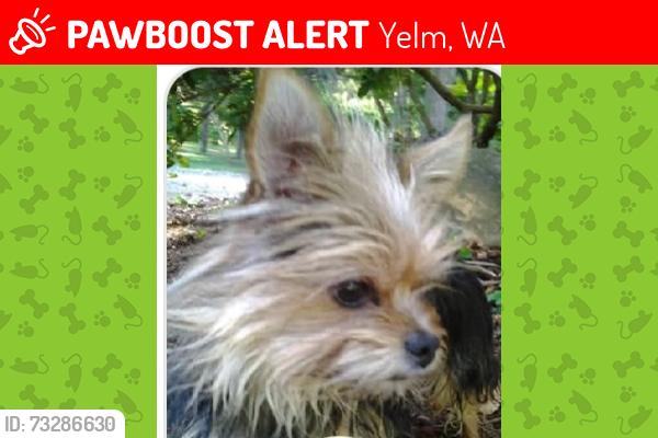 Lost Female Dog last seen 123rd St, Yelm, WA 98597