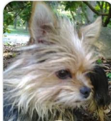 Lost Female Dog last seen 123rd St, Yelm, WA 98597