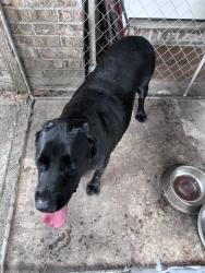 Reunited Male Dog last seen Springtree and Moonflower, Jacksonville, FL 32210