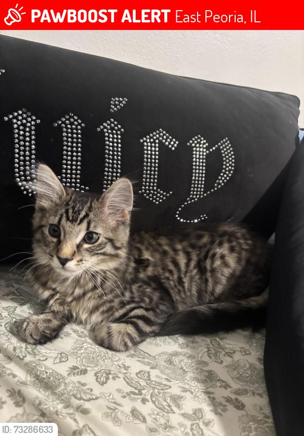 Lost Male Cat last seen Vfw meadow ave east Peoria, East Peoria, IL 61611