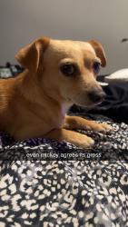 Lost Male Dog last seen bandera rd, San Antonio, TX 78238
