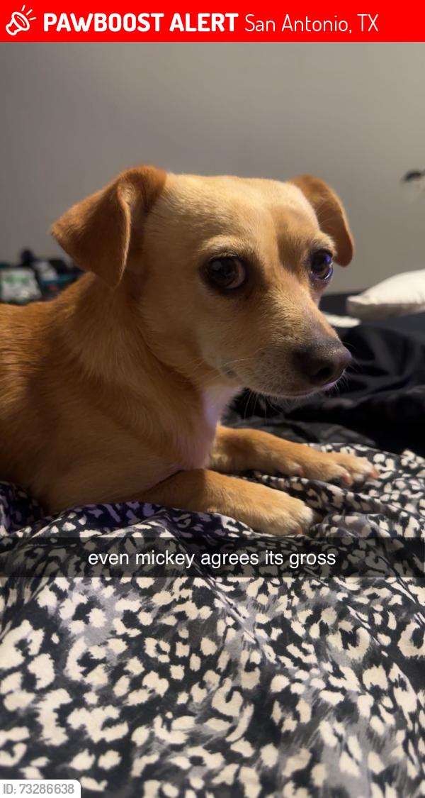 Lost Male Dog last seen bandera rd, San Antonio, TX 78238