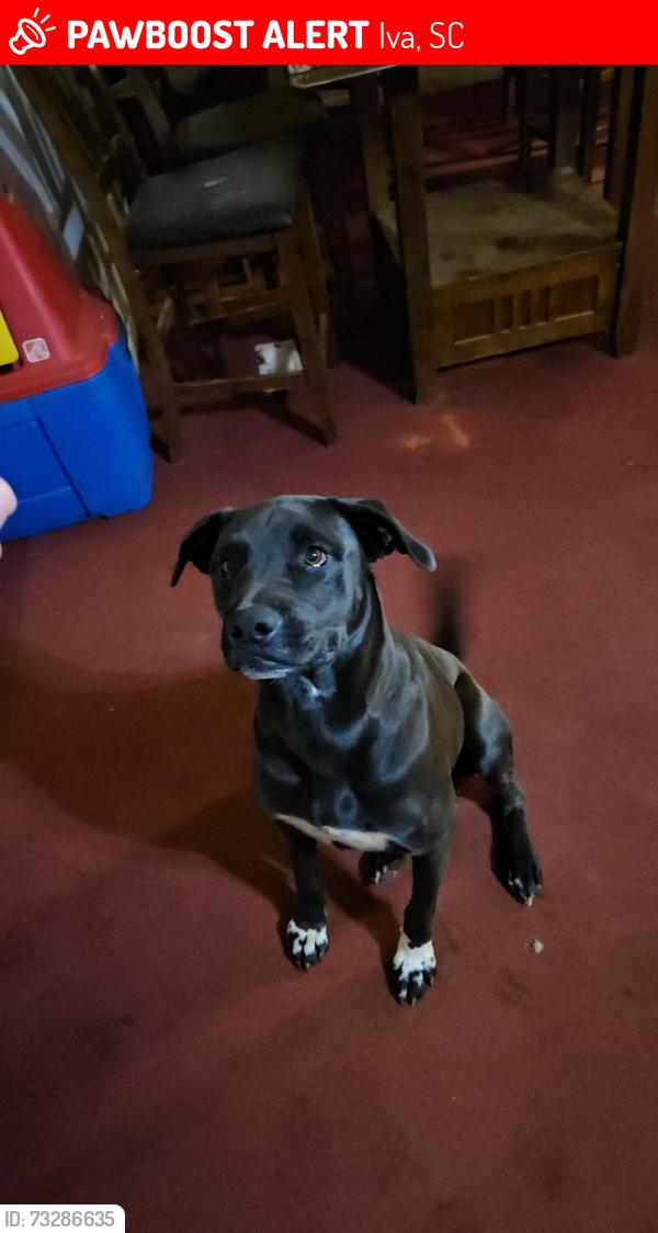 Lost Male Dog last seen Antriville Hwy, Flatrock Road, C P Hanks, Iva, SC 29655