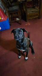 Lost Male Dog last seen Antriville Hwy, Flatrock Road, C P Hanks, Iva, SC 29655