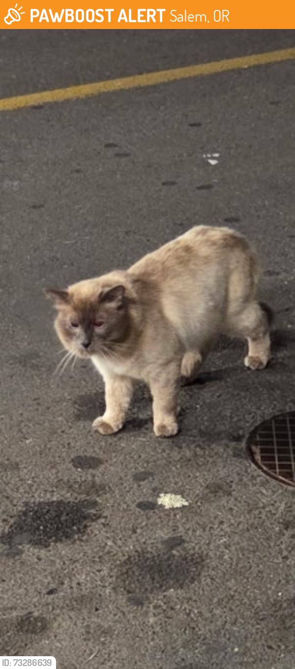 Found/Stray Unknown Cat last seen Broadway Fred Meyer, Salem, OR 97303