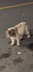 Found/Stray Unknown Cat last seen Broadway Fred Meyer, Salem, OR 97303