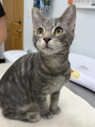 Shelter Stray Male Cat last seen , 593 Fairview Ave N, St Paul, MN 55104, USA