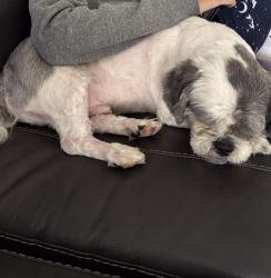 Lost Male Dog last seen Bay royal apmts 5584 E3, Orlando, FL 32822