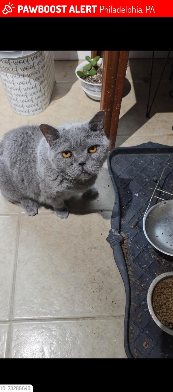 Lost Male Cat last seen Mifflin st and McKean st, Philadelphia, PA 19145