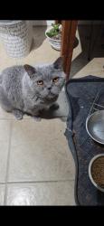 Lost Male Cat last seen Mifflin st and McKean st, Philadelphia, PA 19145