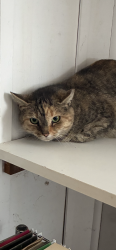 Lost Female Cat last seen Kool Kone end of Hathaway St., Wareham, MA 02571