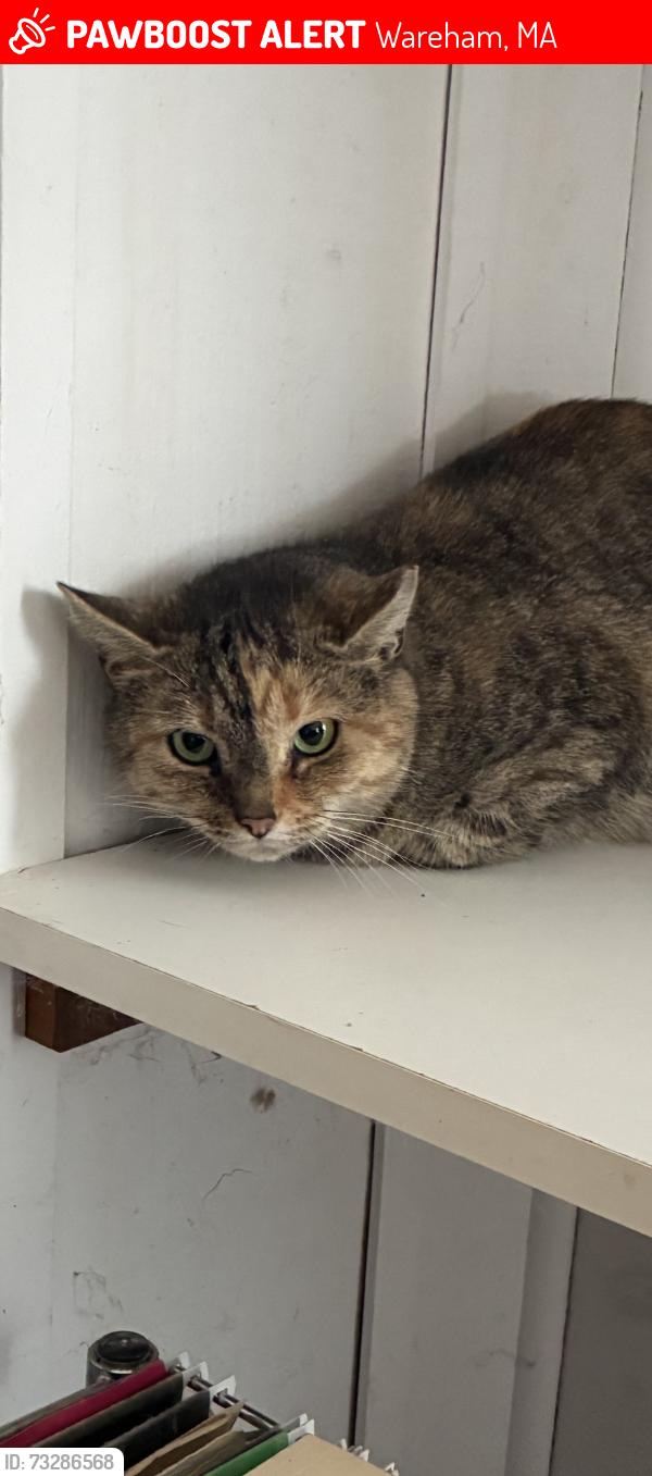 Lost Female Cat last seen Kool Kone end of Hathaway St., Wareham, MA 02571