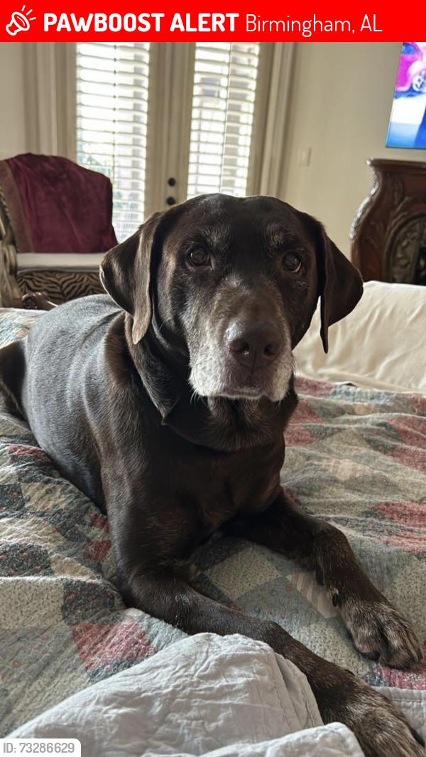 Lost Male Dog last seen Hugh Daniel Drive Hoover Alabama 35242, Birmingham, AL 35242
