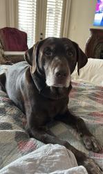 Lost Male Dog last seen Hugh Daniel Drive Hoover Alabama 35242, Birmingham, AL 35242