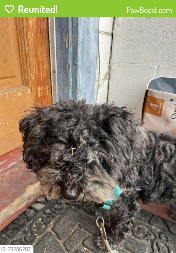 Reunited Male Dog last seen Cornell between Camelia and Gilman, Berkeley, CA 94702