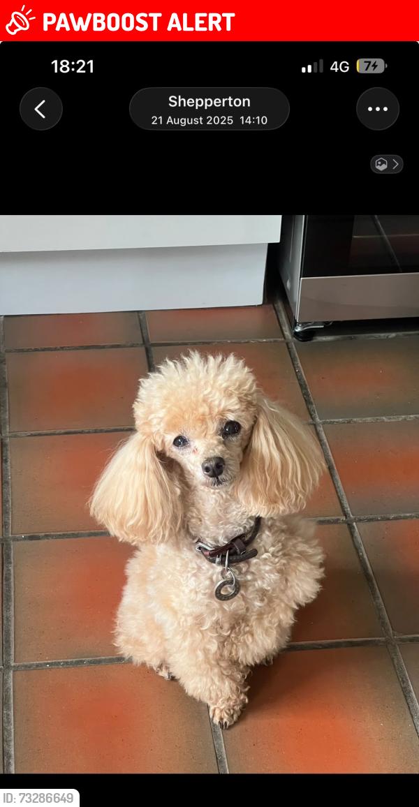 Lost Male Dog last seen Upper Halliford road, Surrey, England TW17 8SY