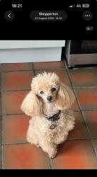 Lost Male Dog last seen Upper Halliford road, Surrey, England TW17 8SY