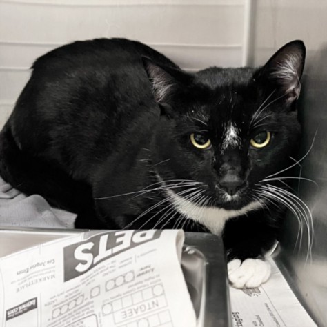 Shelter Stray Male Cat last seen , 1850 W 60th St, Los Angeles, CA 90047, USA