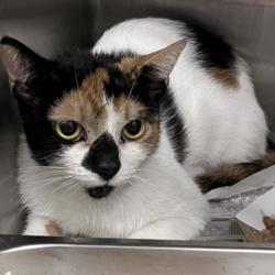 Shelter Stray Female Cat last seen , 1850 W 60th St, Los Angeles, CA 90047, USA