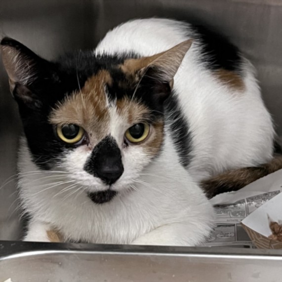Shelter Stray Female Cat last seen , 1850 W 60th St, Los Angeles, CA 90047, USA
