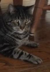 Reunited Male Cat last seen West Street in Berkeley, Berkeley, CA 94702