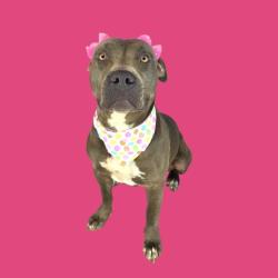 Shelter Stray Female Dog last seen Near BLOCK VINE DR, BAKERSFIELD CA 93307, 3951 Fruitvale Ave, Bakersfield, CA 93308, USA